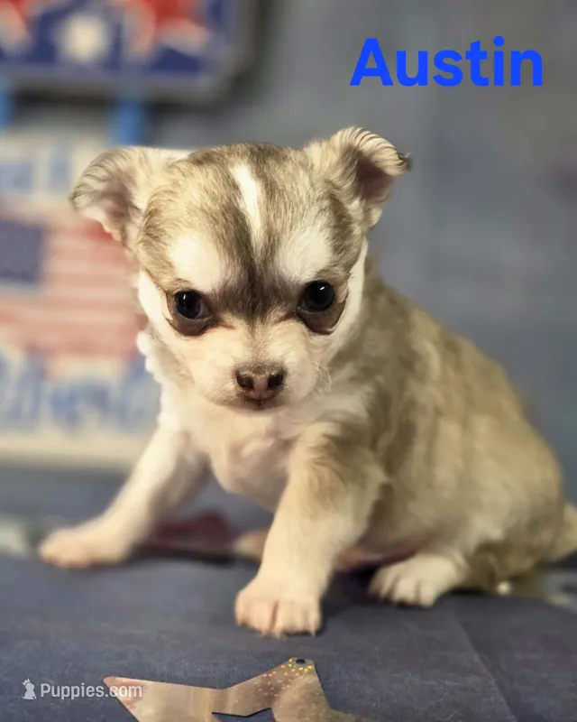 CKC Austin – Chihuahua puppy for sale in Homerville, GA