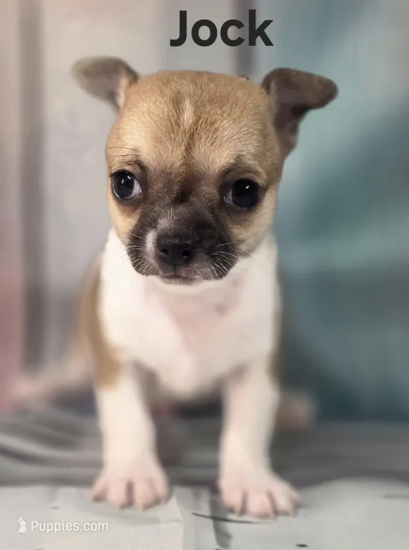 Akc Jock – Chihuahua puppy for sale in Homerville, GA