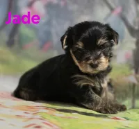AKC Jade, a female Yorkshire Terrier for sale in Homerville, GA – 4 of 10