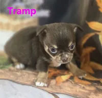AKC Tramp , a male Chihuahua for sale in Homerville, GA – 3 of 10