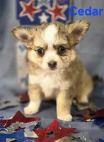 CKC Cedar, a male Chihuahua for sale in Homerville, GA – 3 of 10