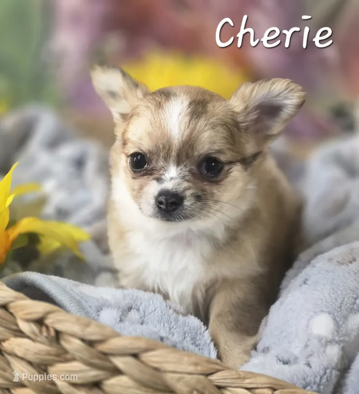 CKC Cherie  – Chihuahua puppy for sale in Homerville, GA