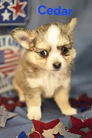 CKC Cedar, a male Chihuahua for sale in Homerville, GA – 2 of 10