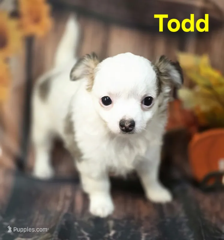 AKC Todd – Chihuahua puppy for sale in Homerville, GA