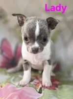 AKC Lady, a female Chihuahua for sale in Homerville, GA – 8 of 10