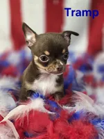 CKC Tramp , a male Chihuahua for sale in Homerville, GA – 2 of 10