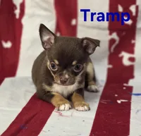 CKC Tramp , a male Chihuahua for sale in Homerville, GA – 3 of 10