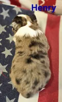 CKC Henry, a male Chihuahua for sale in Homerville, GA – 6 of 10