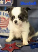 AKC Bluebell, a female Chihuahua for sale in Homerville, GA – 7 of 10