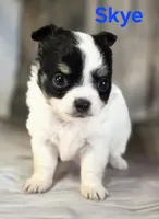 CKC Skye, a female Chihuahua for sale in Homerville, GA – 9 of 10