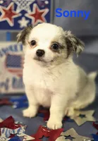 AKC Sonny, a male Chihuahua for sale in Homerville, GA – 3 of 10