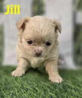 Jill, a female Chihuahua for sale in Homerville, GA – Photo 6 of 10