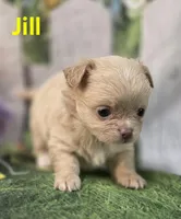 Jill, a female Chihuahua for sale in Homerville, GA – Photo 5 of 10