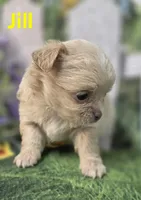 Jill, a female Chihuahua for sale in Homerville, GA – Photo 10 of 10