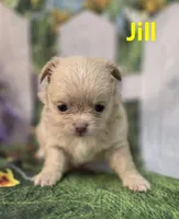 Jill, a female Chihuahua for sale in Homerville, GA – Photo 7 of 10