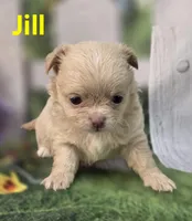 Jill, a female Chihuahua for sale in Homerville, GA – Photo 1 of 10