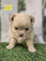 Jill, a female Chihuahua for sale in Homerville, GA – Photo 2 of 10