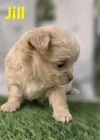 Jill, a female Chihuahua for sale in Homerville, GA – Photo 4 of 10