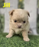 Jill, a female Chihuahua for sale in Homerville, GA – Photo 9 of 10