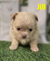 Jill, a female Chihuahua for sale in Homerville, GA – Photo 3 of 10