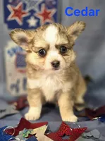 CKC Cedar, a male Chihuahua for sale in Homerville, GA – 6 of 10