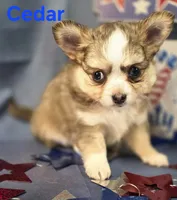 CKC Cedar, a male Chihuahua for sale in Homerville, GA – 4 of 10