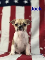 CKC Jock, a male Chihuahua for sale in Homerville, GA – 8 of 10