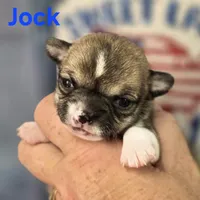 Akc Jock, a male Chihuahua for sale in Homerville, GA – 1 of 10