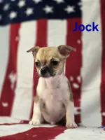 CKC Jock, a male Chihuahua for sale in Homerville, GA – 9 of 10