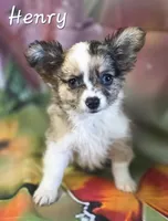 CKC Henry, a male Chihuahua for sale in Homerville, GA – 7 of 10