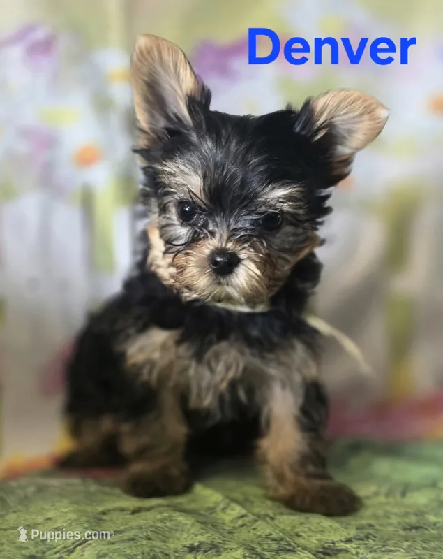 AKC Denver – Yorkshire Terrier puppy for sale in Homerville, GA