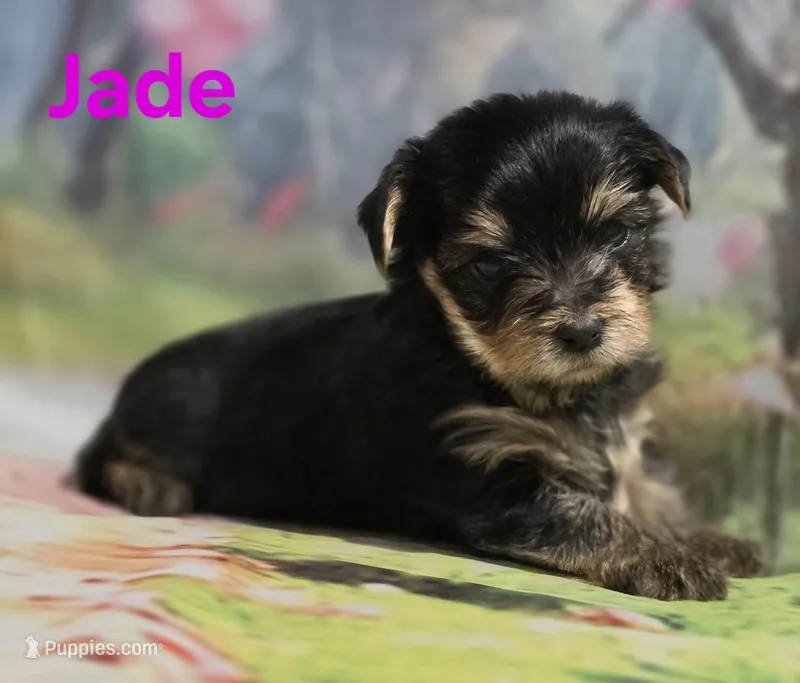 AKC Jade – Yorkshire Terrier puppy for sale in Homerville, GA