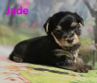 AKC Jade, a female Yorkshire Terrier for sale in Homerville, GA – 1 of 10