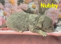 CKC Nubby, a male Chihuahua for sale in Homerville, GA – 9 of 10