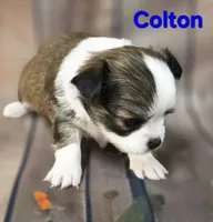 AKC Colton, a male Chihuahua for sale in Homerville, GA – 8 of 10