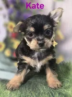 Kate, a female Yorkshire Terrier and Chorkie for sale in Homerville, GA – 10 of 10