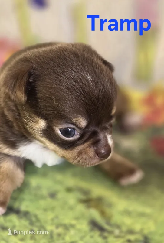 AKC Tramp – Chihuahua puppy for sale in Homerville, GA