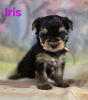 AkC Iris, a female Yorkshire Terrier for sale in Homerville, GA – 9 of 10