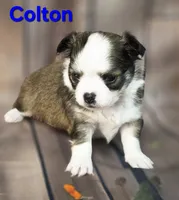 AKC Colton, a male Chihuahua for sale in Homerville, GA – 5 of 10