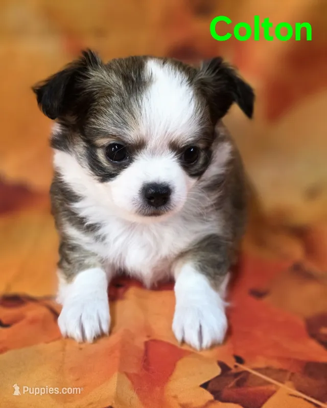 AKC Colton – Chihuahua puppy for sale in Homerville, GA