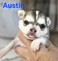 CKC Austin, a male Chihuahua for sale in Homerville, GA – 9 of 10