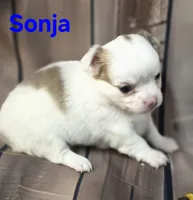 AKC Sonja, a female Chihuahua for sale in Homerville, GA – 7 of 10