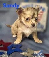 CKC Sandy , a female Chihuahua for sale in Homerville, GA – 4 of 10