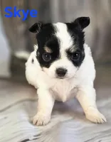 CKC Skye, a female Chihuahua for sale in Homerville, GA – 4 of 10