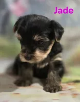 AKC Jade, a female Yorkshire Terrier for sale in Homerville, GA – 9 of 10