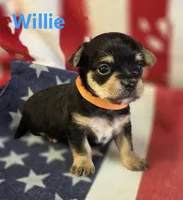 Willie, a male Chorkie for sale in Homerville, GA – 6 of 10