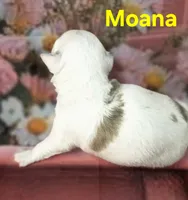 CKC Moana, a female Chihuahua for sale in Homerville, GA – 6 of 10