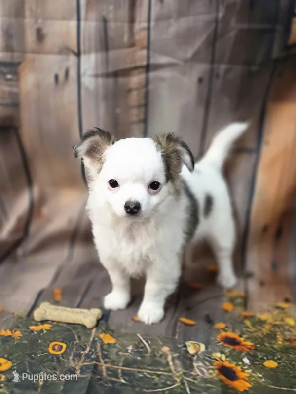 AKC Todd – Chihuahua puppy for sale in Homerville, GA