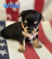 Willie, a male Chorkie for sale in Homerville, GA – 2 of 10
