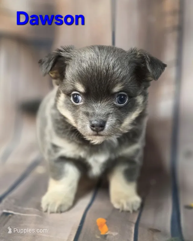 CKC Dawson – Chihuahua puppy for sale in Homerville, GA